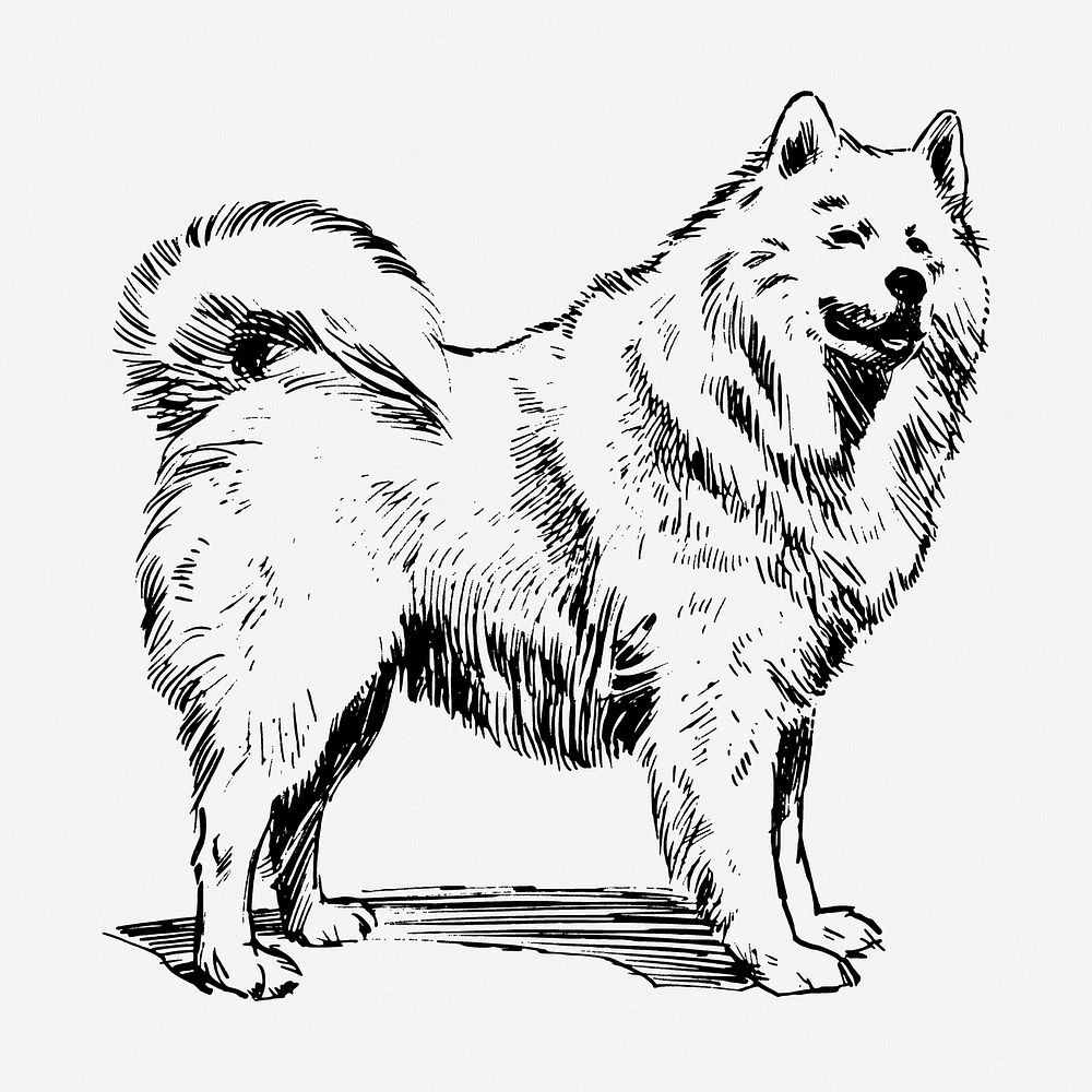 Samoyed dog drawing, animal vintage illustration. Free public domain CC0 image.