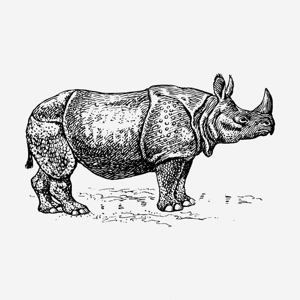Rhino drawing, wildlife vintage illustration. Free public domain CC0 image.