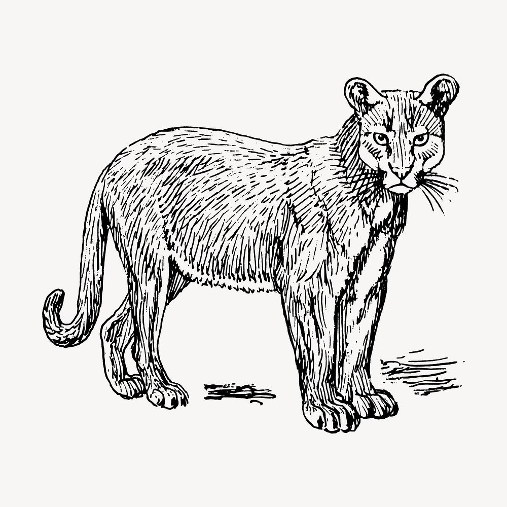 Puma drawing, vintage wild animal illustration vector. Free public domain CC0 image.