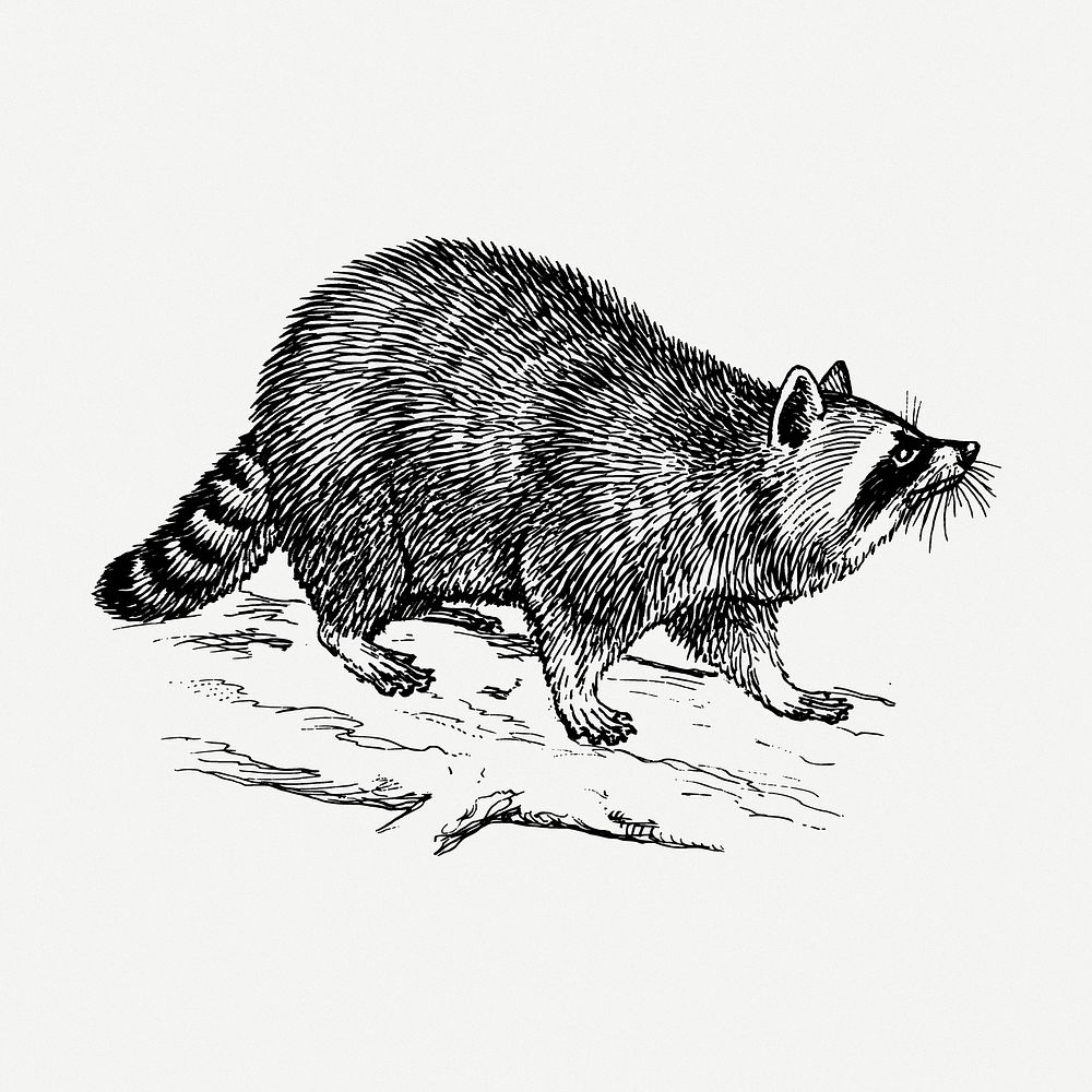 Raccoon drawing, animal vintage illustration psd. Free public domain CC0 image.
