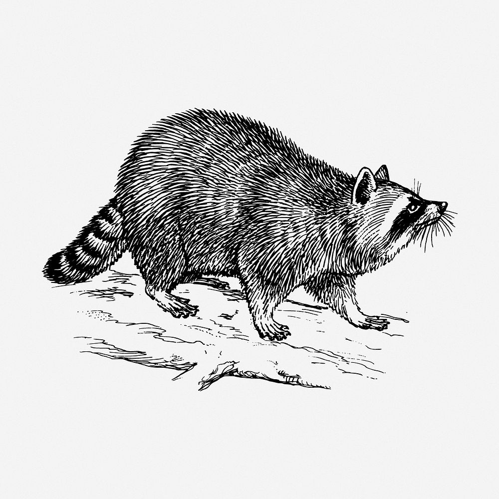 Raccoon drawing, animal vintage illustration. Free public domain CC0 image.