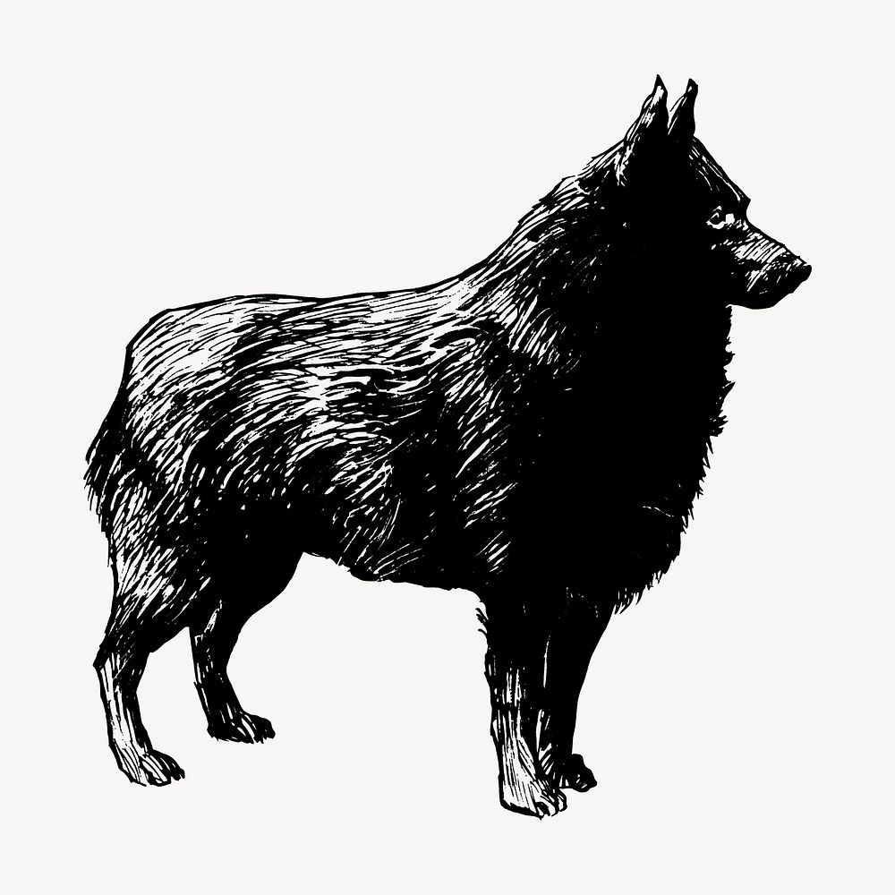 Schipperke dog drawing, vintage animal illustration vector. Free public domain CC0 image.