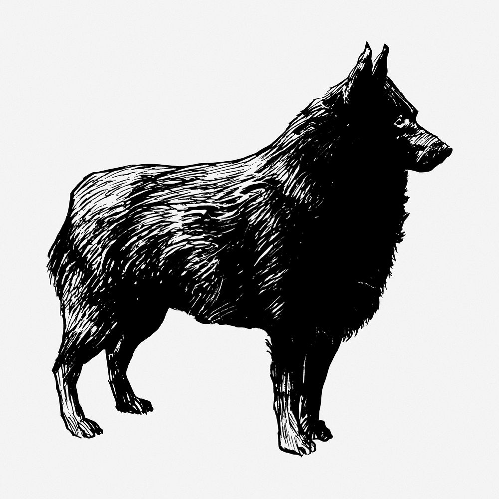 Schipperke dog drawing, animal vintage illustration. Free public domain CC0 image.