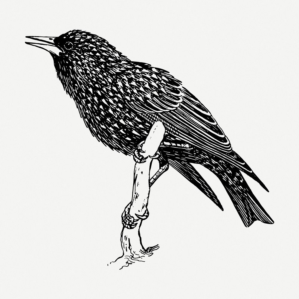 Starling bird drawing, animal vintage illustration psd. Free public domain CC0 image.