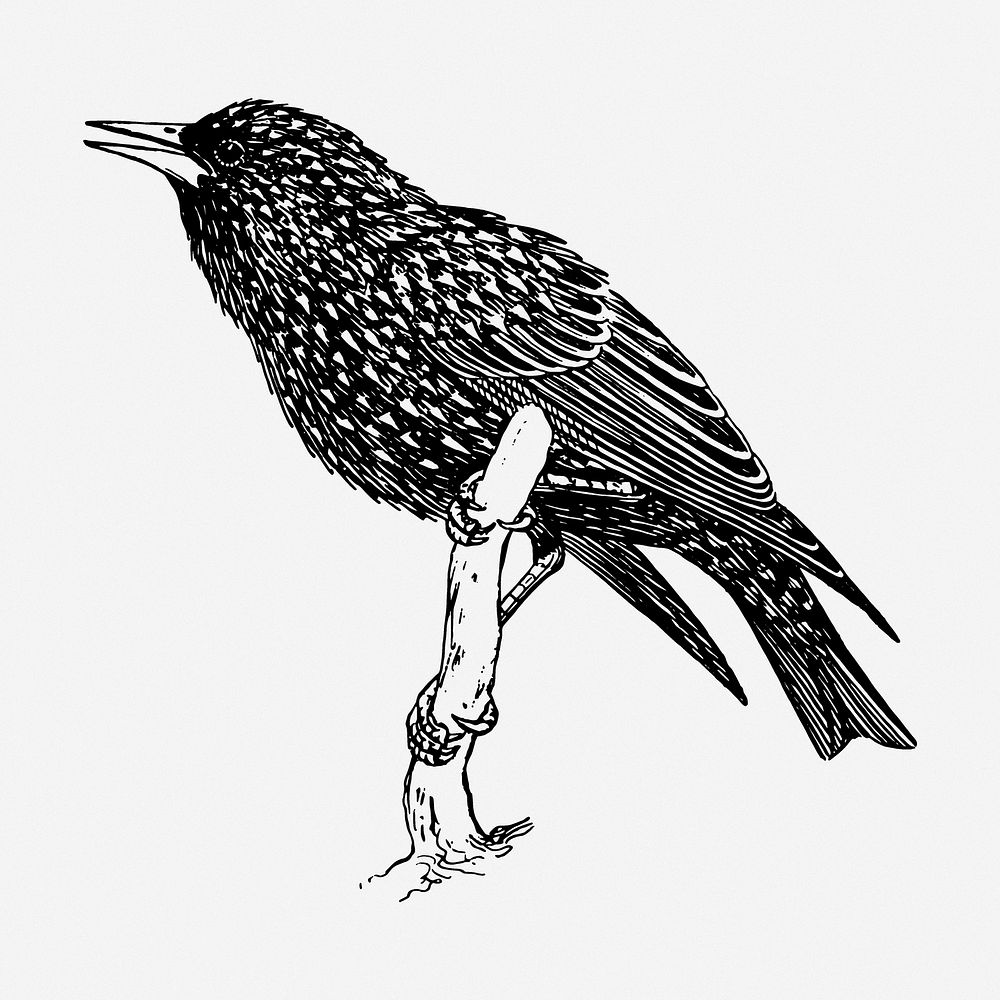 Starling bird drawing, animal vintage illustration. Free public domain CC0 image.
