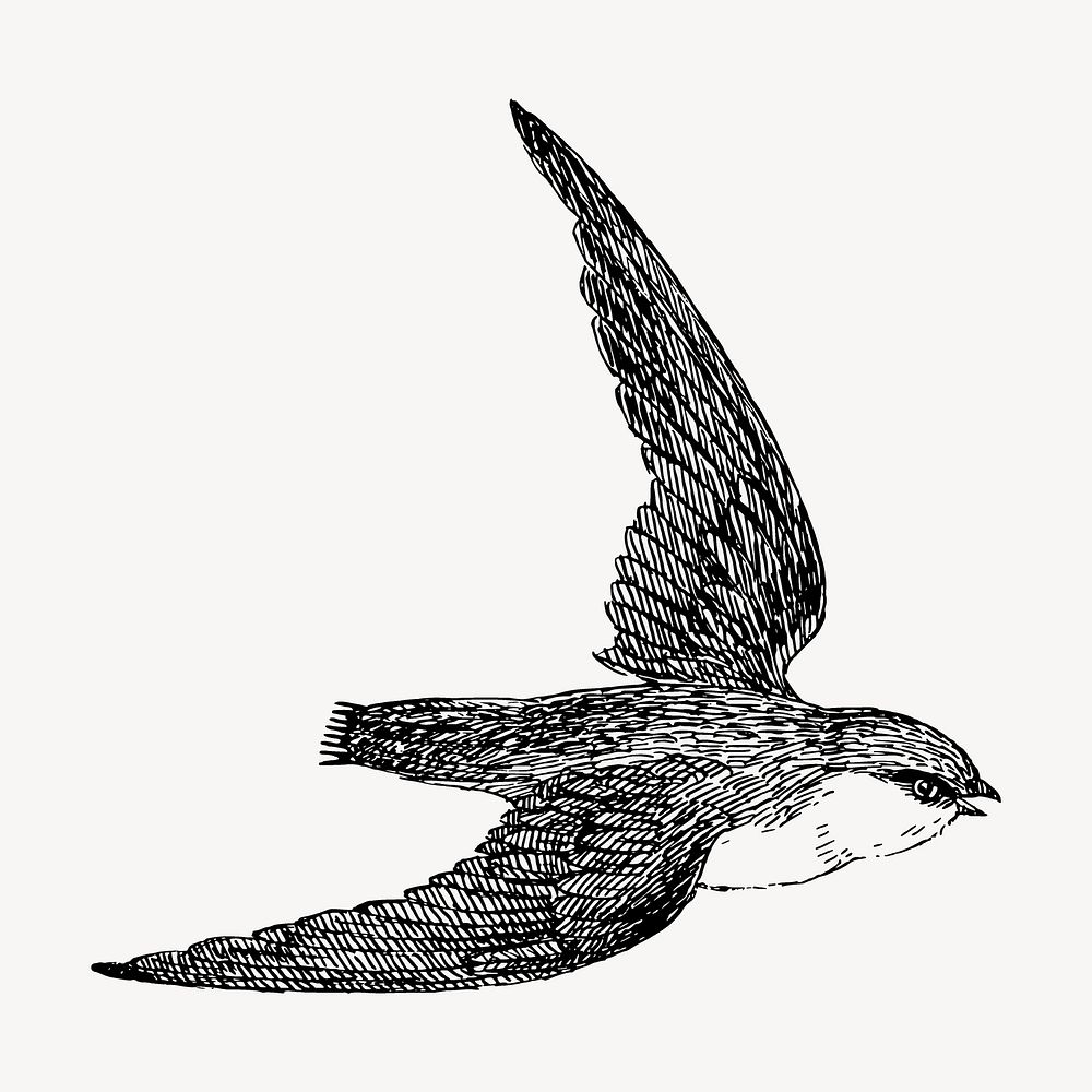 Swift bird drawing, vintage animal illustration vector. Free public domain CC0 image.
