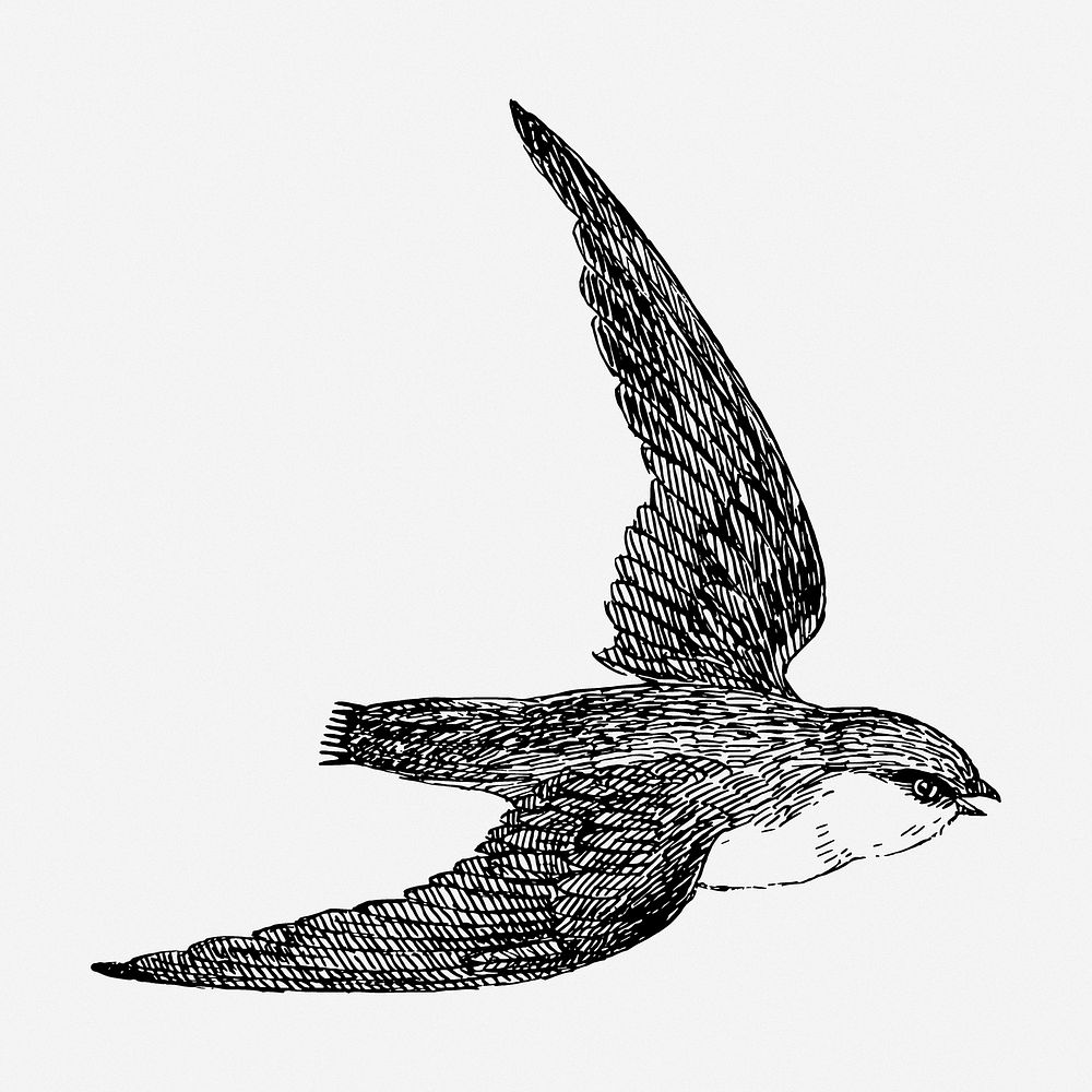 Swift bird drawing, animal vintage illustration. Free public domain CC0 image.