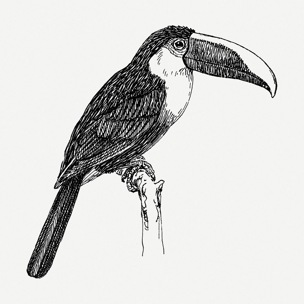 Toucan drawing, bird vintage illustration psd. Free public domain CC0 image.