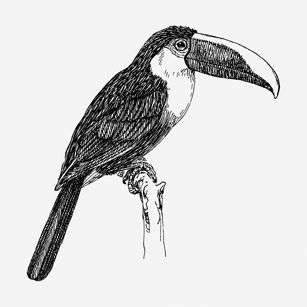 Toucan drawing, bird vintage illustration. Free public domain CC0 image.