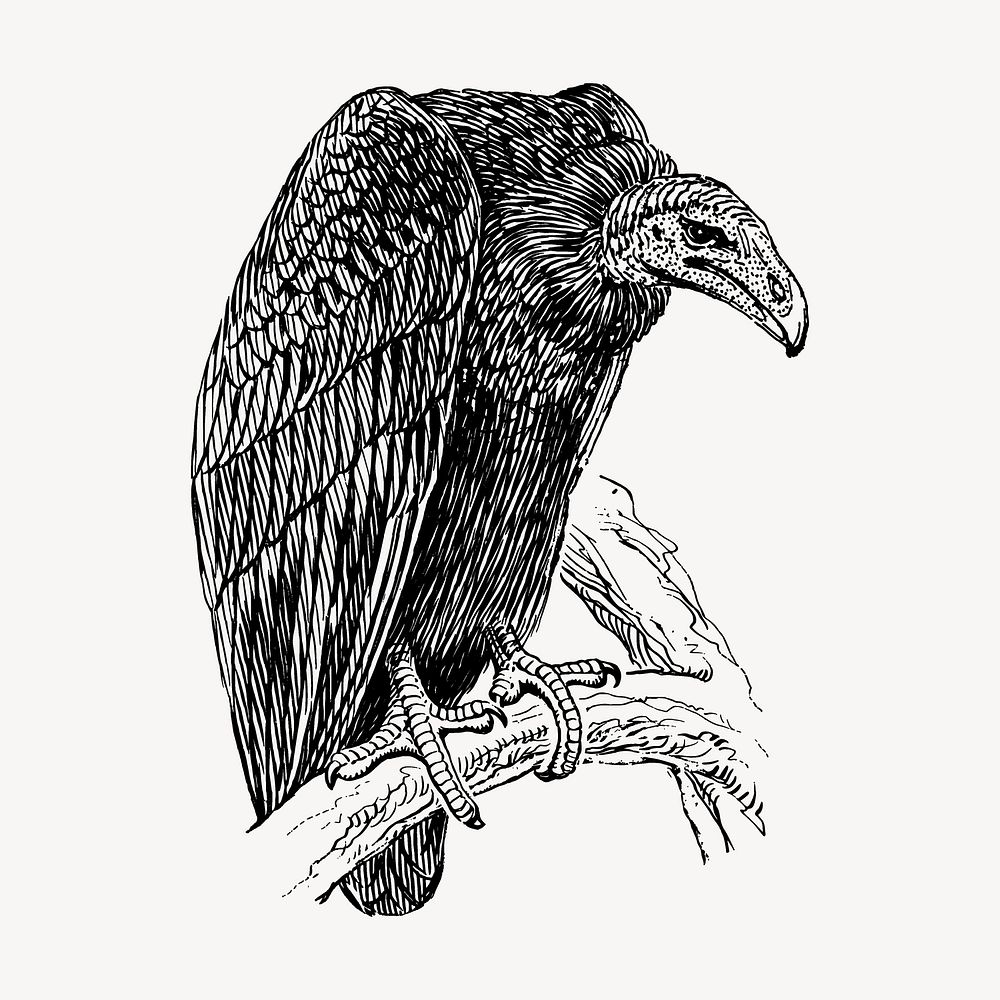 Vulture drawing, vintage bird illustration vector. Free public domain CC0 image.