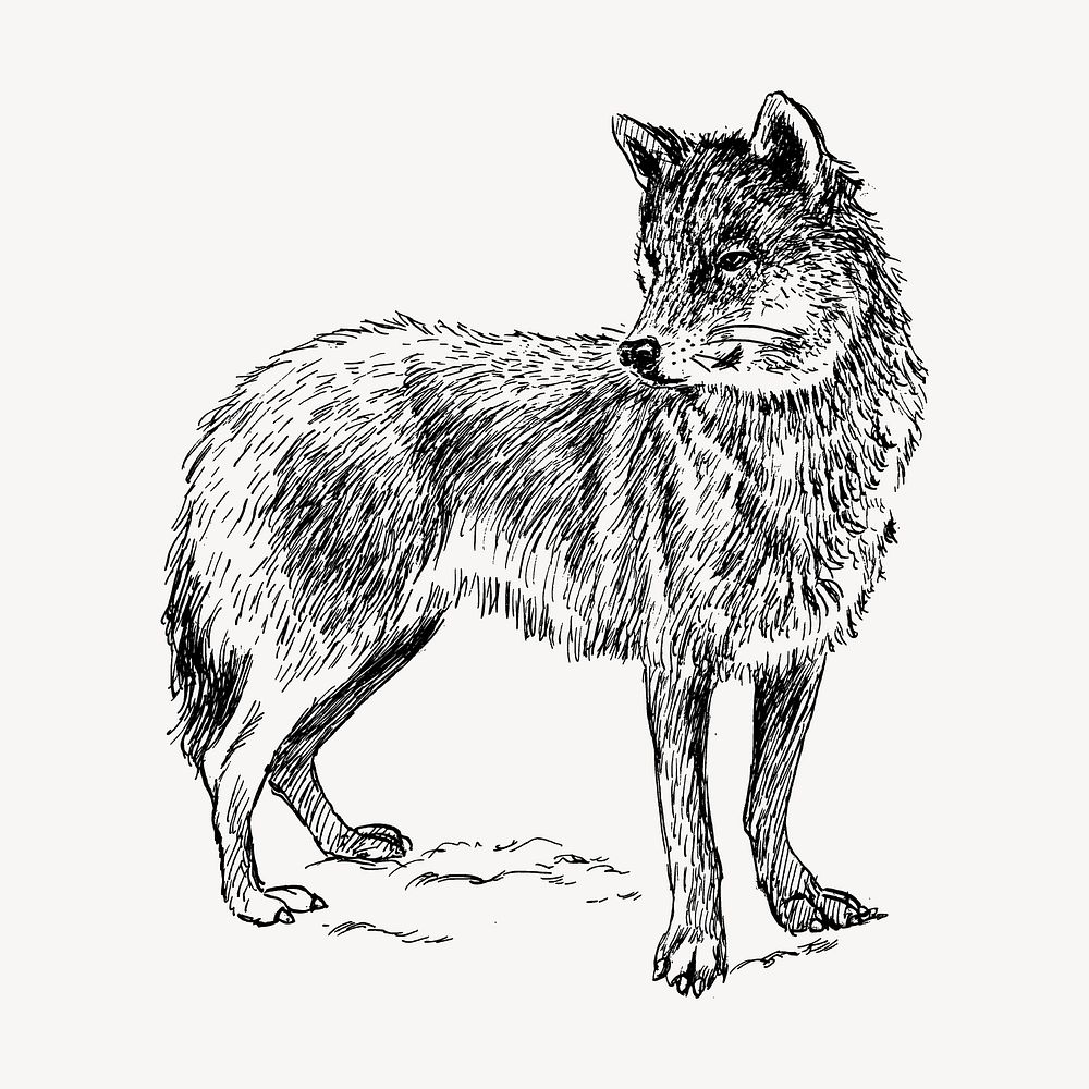 Wolf drawing, vintage wild animal illustration vector. Free public domain CC0 image.