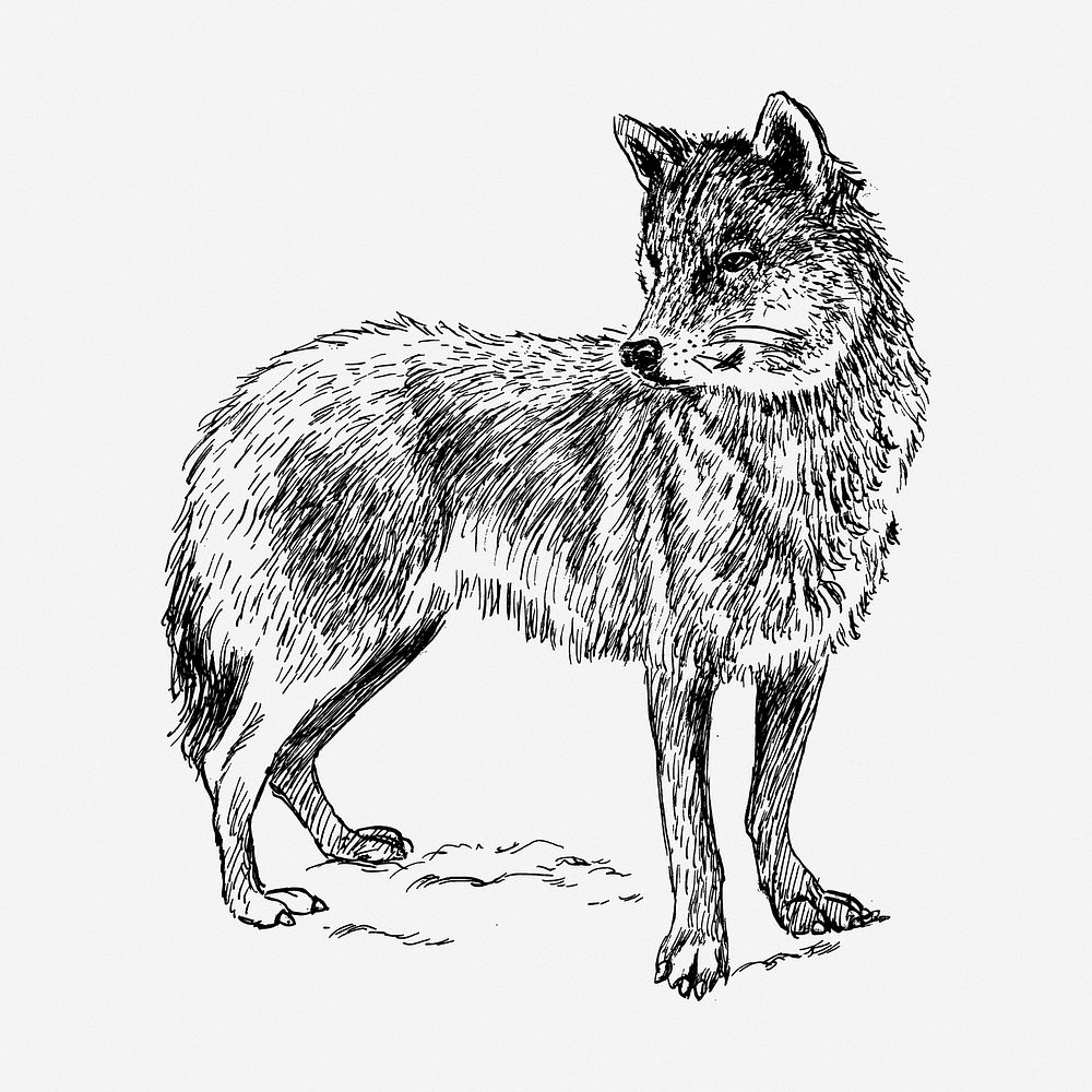 Wolf drawing, wild animal vintage illustration. Free public domain CC0 image.