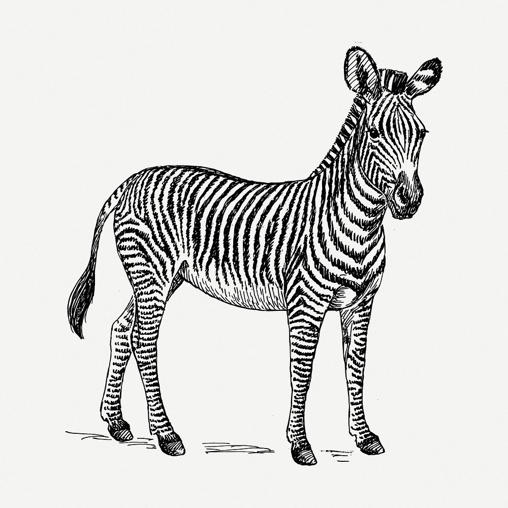 Zebra drawing, animal vintage illustration psd. Free public domain CC0 image.