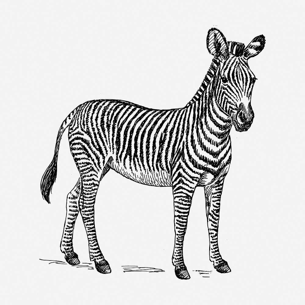 Zebra drawing, animal vintage illustration. Free public domain CC0 image.