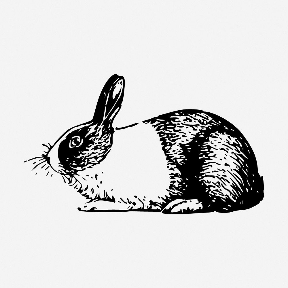 Rabbit drawing, animal vintage illustration. Free public domain CC0 image.