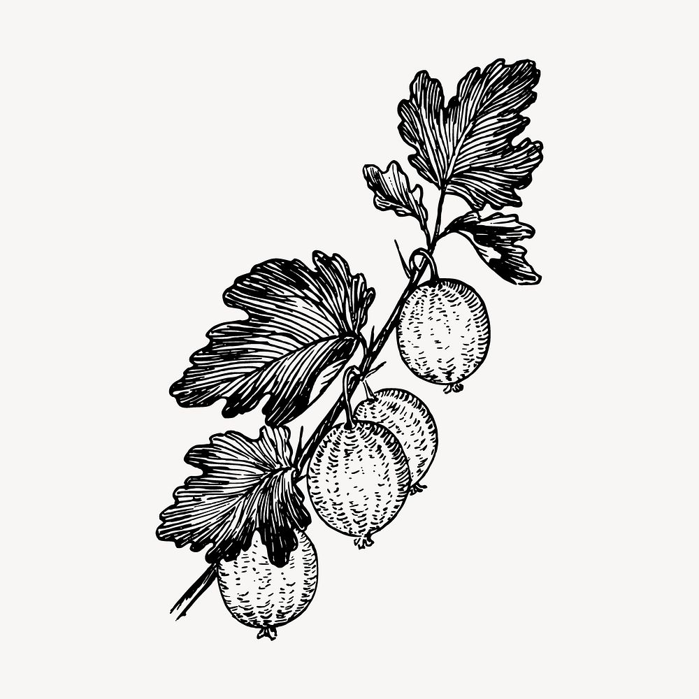 Gooseberries drawing, vintage fruit illustration vector. Free public domain CC0 image.