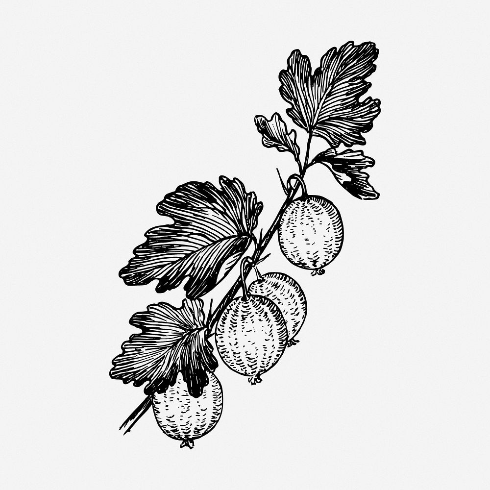 Gooseberries drawing, fruit vintage illustration. Free public domain CC0 image.