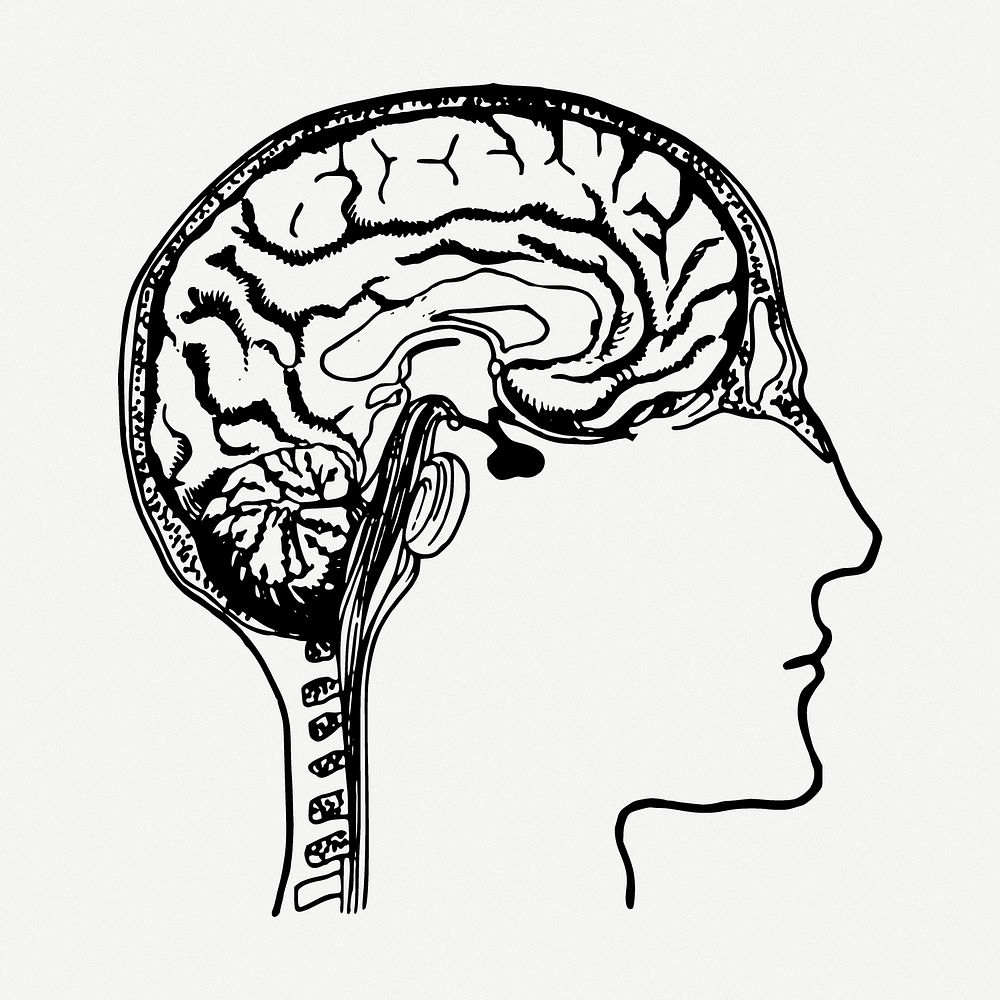 Brain diagram drawing, human anatomy vintage illustration psd. Free public domain CC0 image.