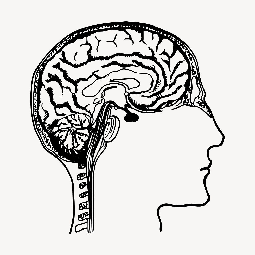 Brain diagram drawing, vintage human anatomy illustration vector. Free public domain CC0 image.