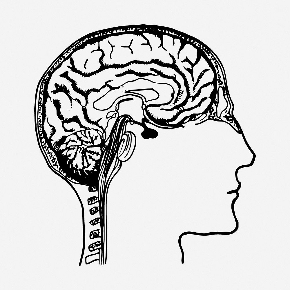 Brain diagram drawing, human anatomy vintage illustration. Free public domain CC0 image.