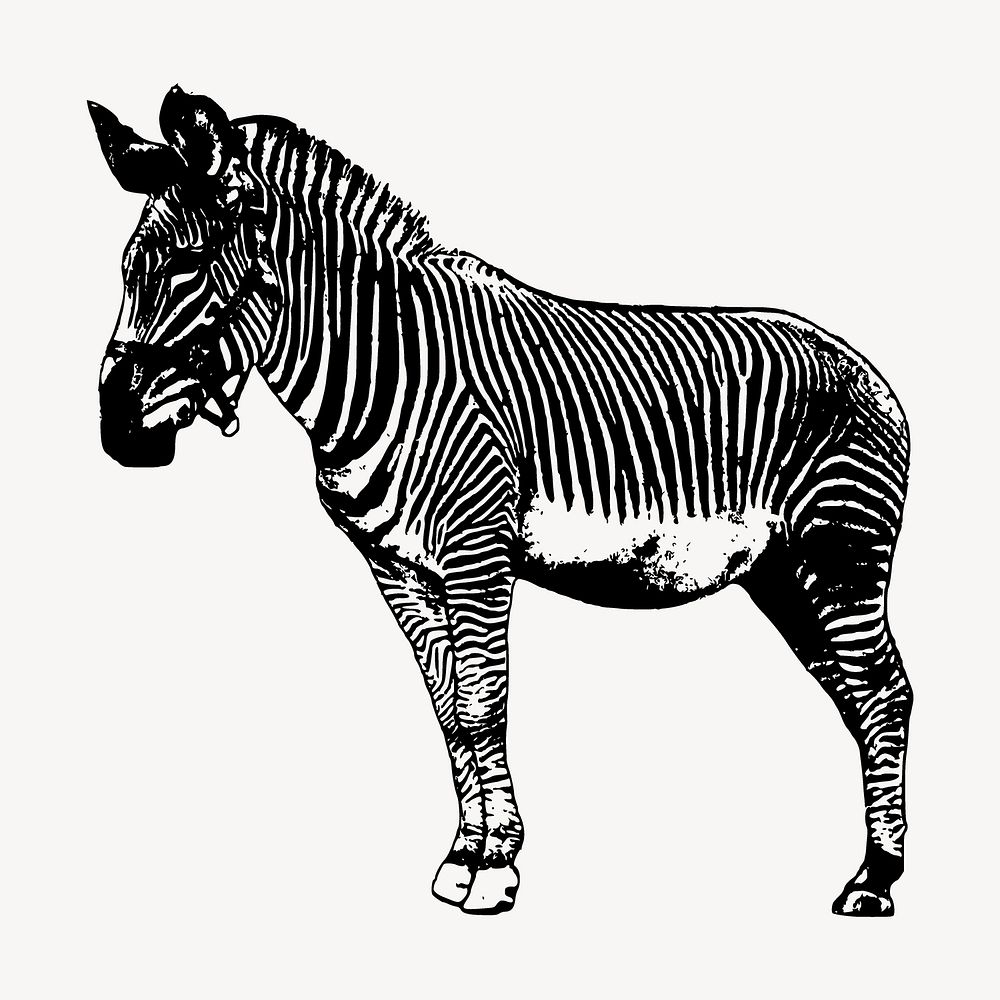 Zebra drawing, vintage wildlife illustration vector. Free public domain CC0 image.