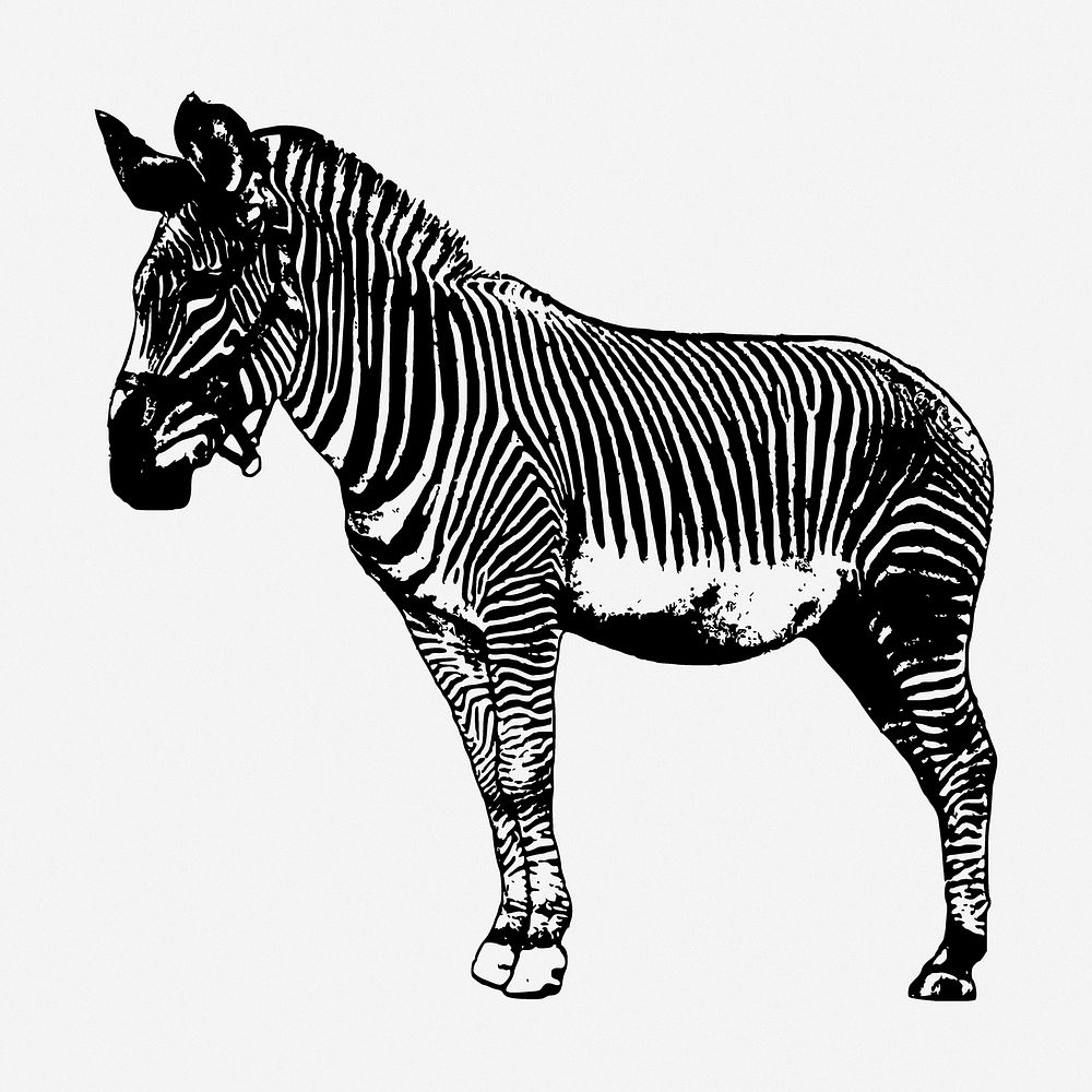 Zebra drawing, wildlife vintage illustration. Free public domain CC0 image.