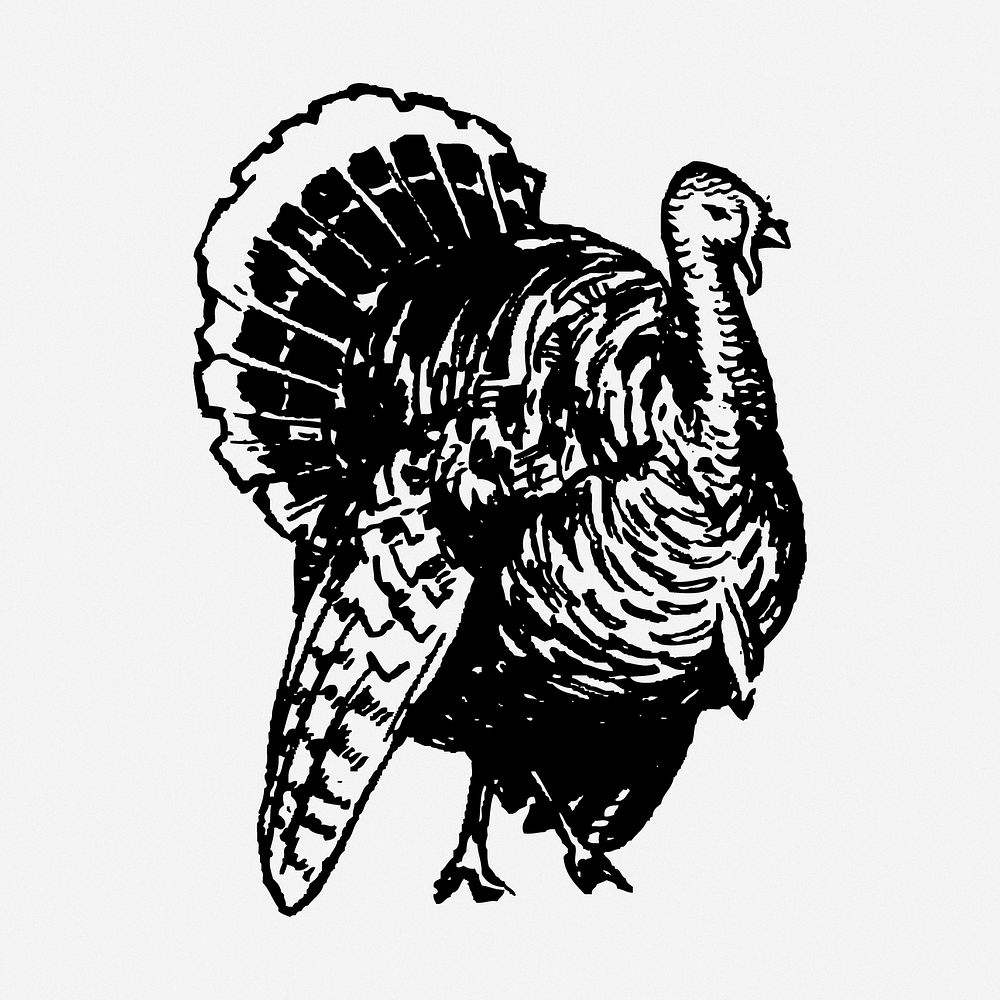 Turkey drawing, bird vintage illustration. Free public domain CC0 image.