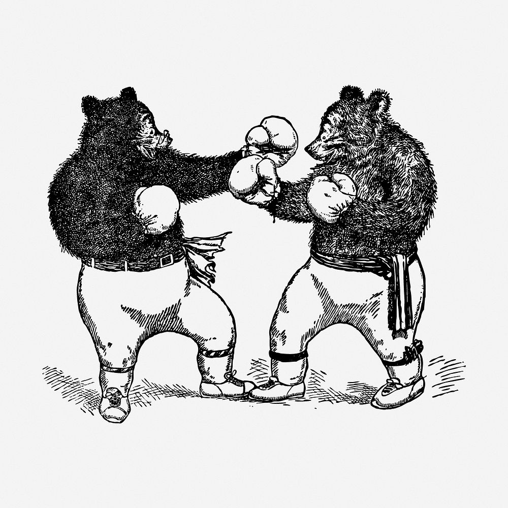 Boxing bears drawing, animal vintage illustration. Free public domain CC0 image.