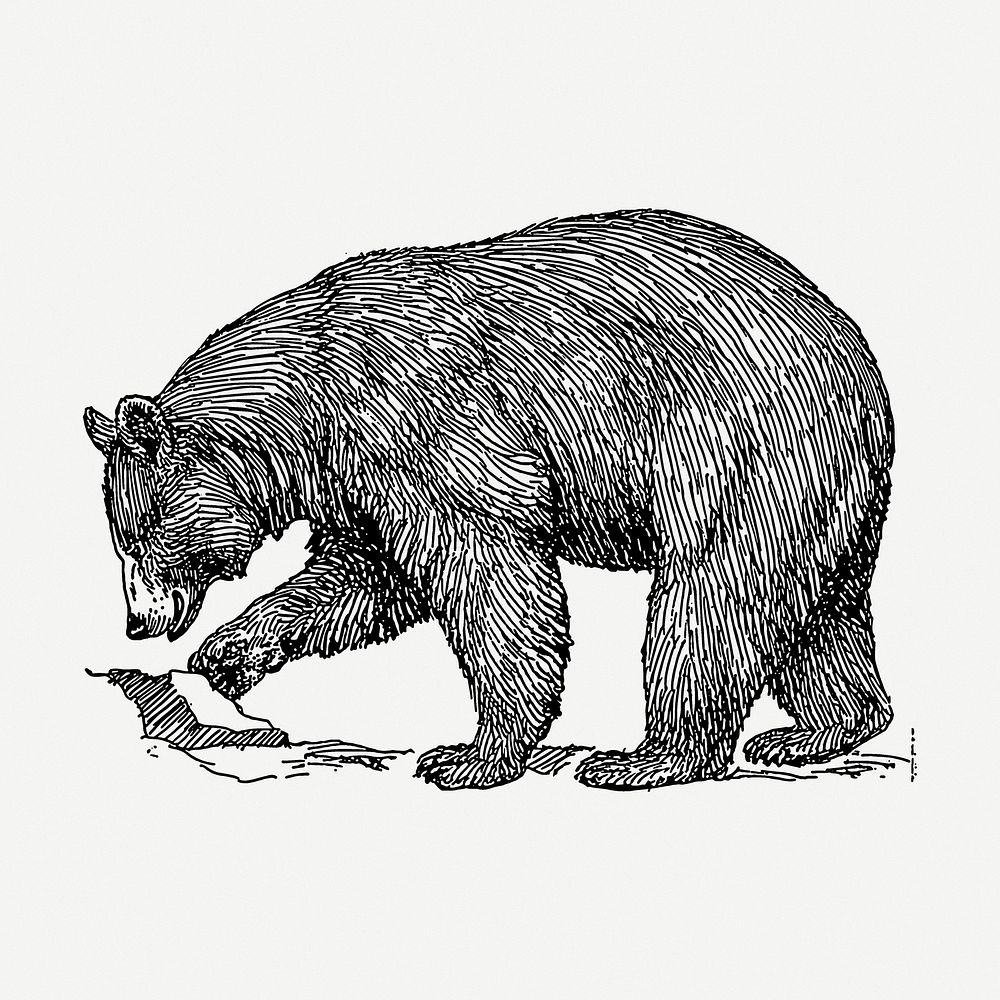Grizzly bear drawing, animal vintage illustration psd. Free public domain CC0 image.