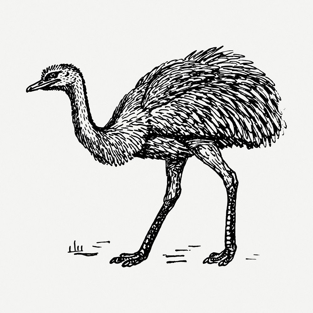 Rhea bird drawing, animal vintage illustration psd. Free public domain CC0 image.