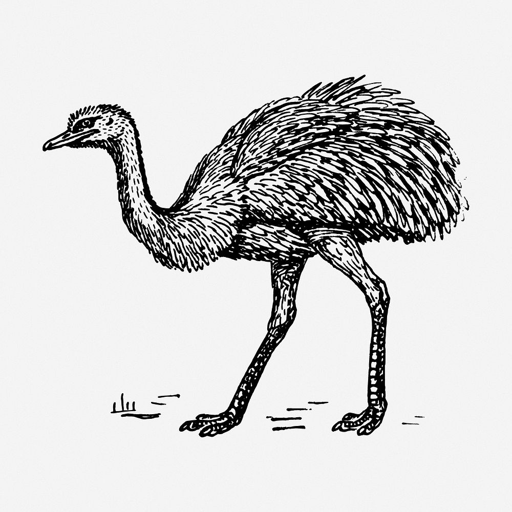 Rhea bird drawing, animal vintage illustration. Free public domain CC0 image.
