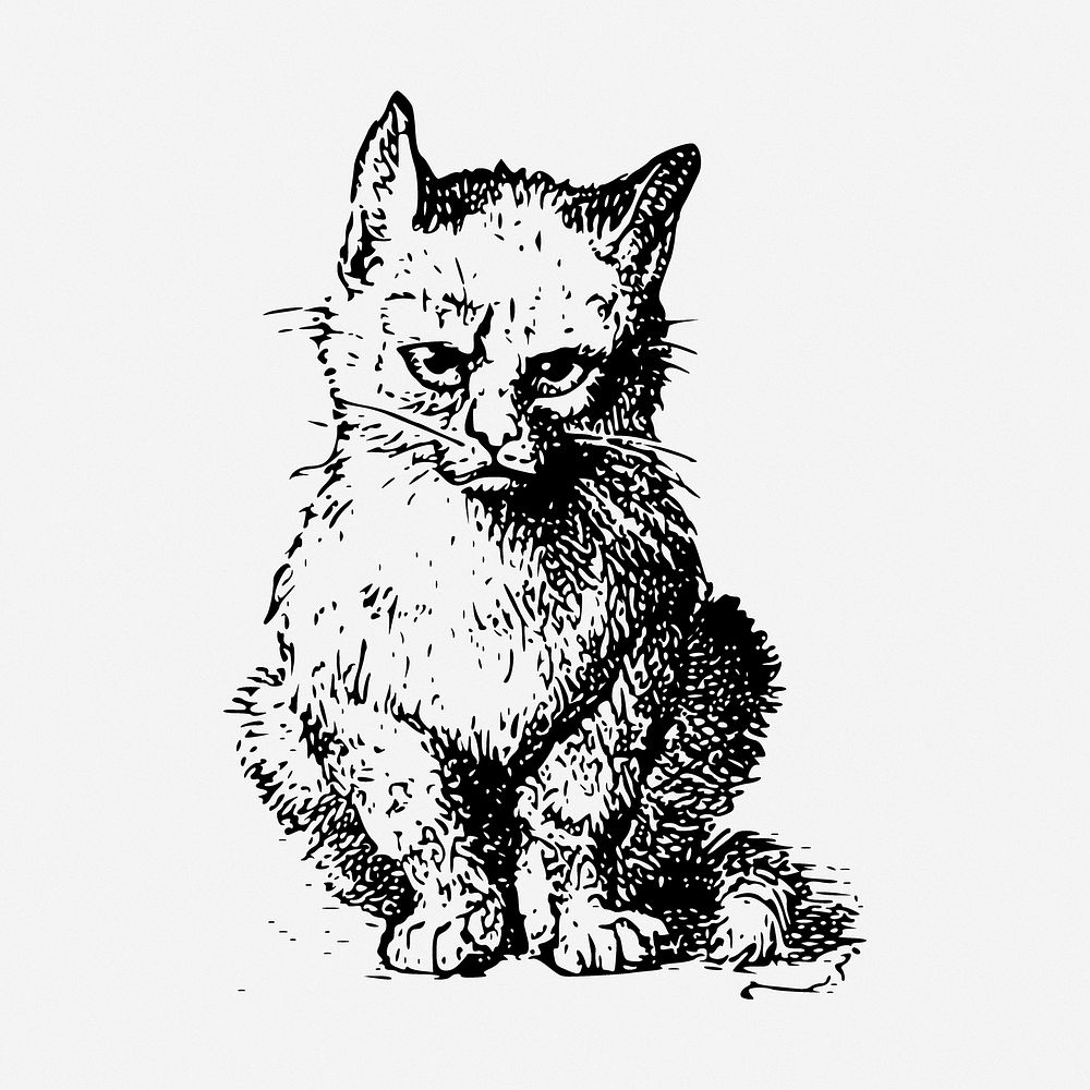 Sitting kitten drawing, animal vintage illustration. Free public domain CC0 image.