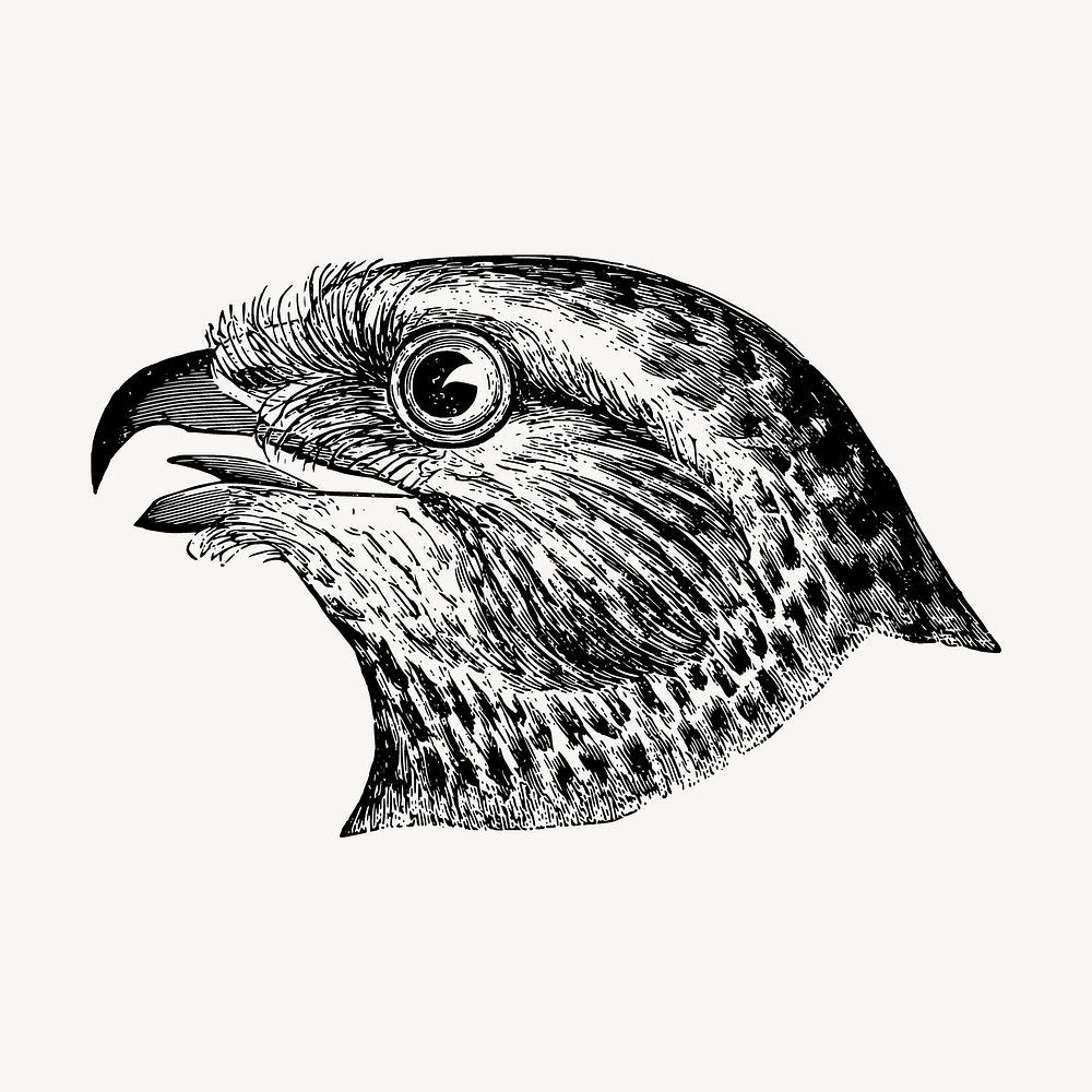 Bird's head drawing, vintage animal illustration vector. Free public domain CC0 image.