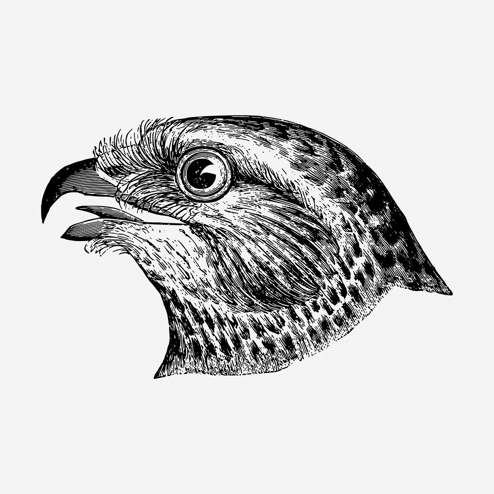 Bird's head drawing, animal vintage illustration. Free public domain CC0 image.