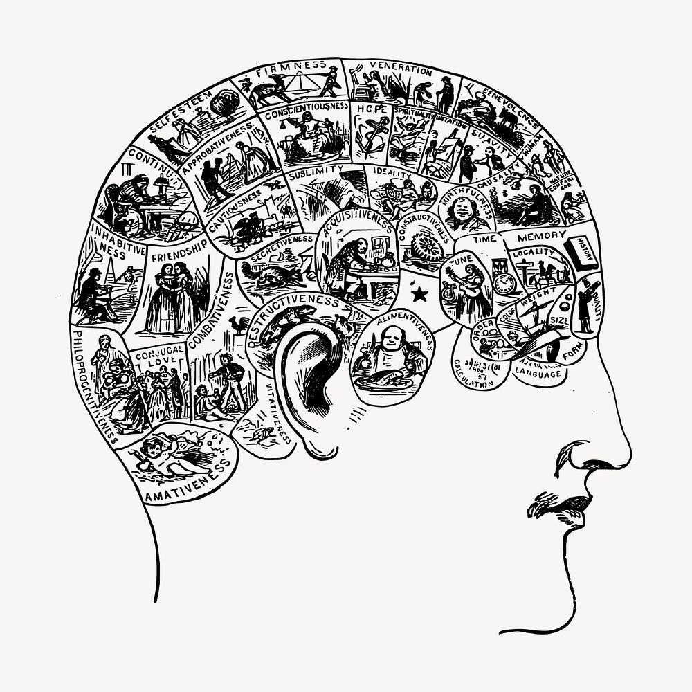 Phrenology brain drawing, vintage head illustration vector. Free public domain CC0 image.