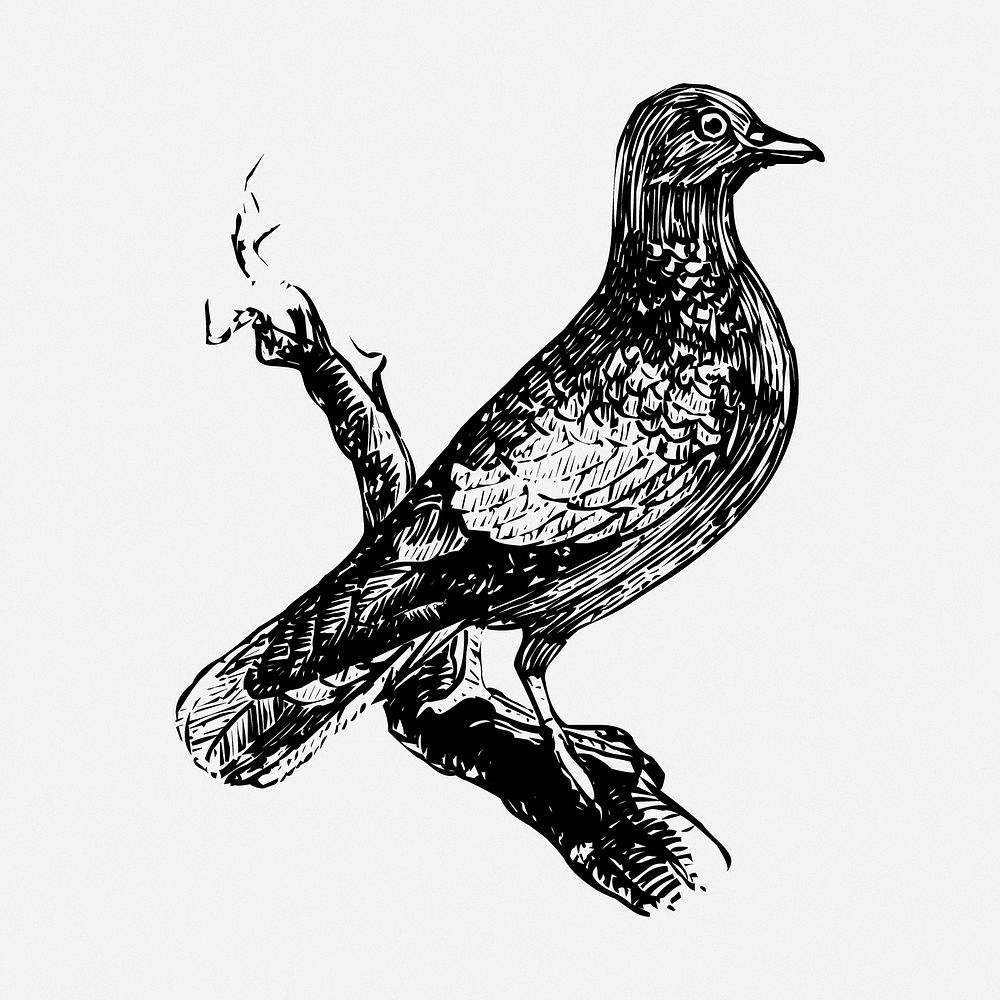 Bird drawing, animal vintage illustration. Free public domain CC0 image.