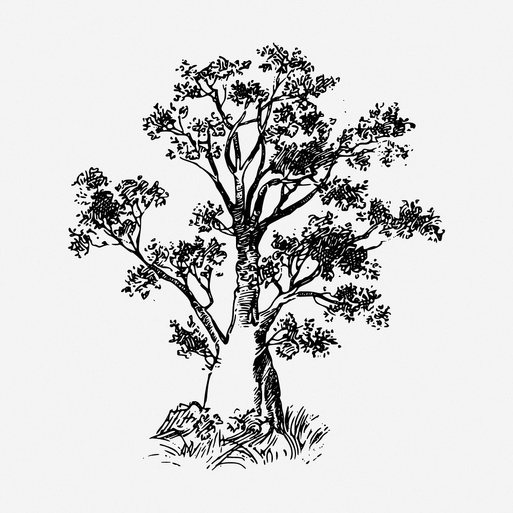 Baobab tree drawing, botanical vintage illustration. Free public domain CC0 image.
