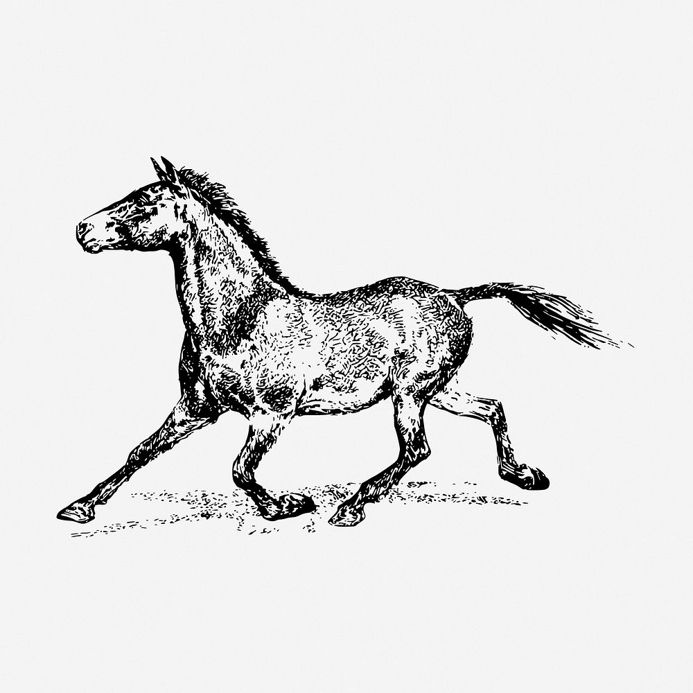 Running horse drawing, animal vintage illustration. Free public domain CC0 image.