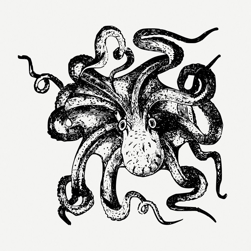 Octopus drawing, sea life vintage illustration psd. Free public domain CC0 image.