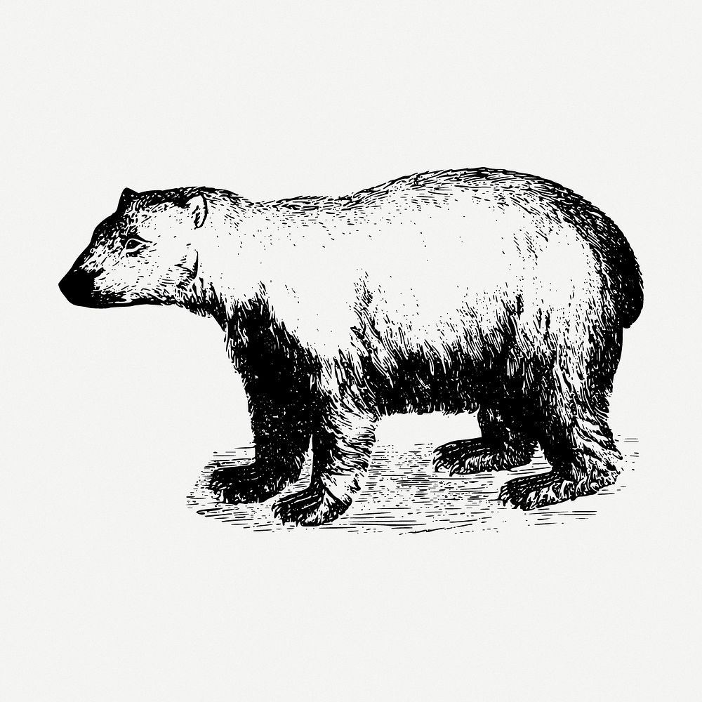 Polar bear drawing, animal vintage illustration psd. Free public domain CC0 image.