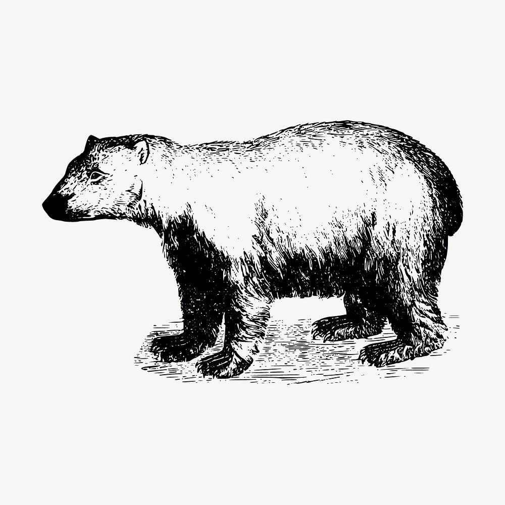 Polar bear drawing, vintage animal illustration vector. Free public domain CC0 image.