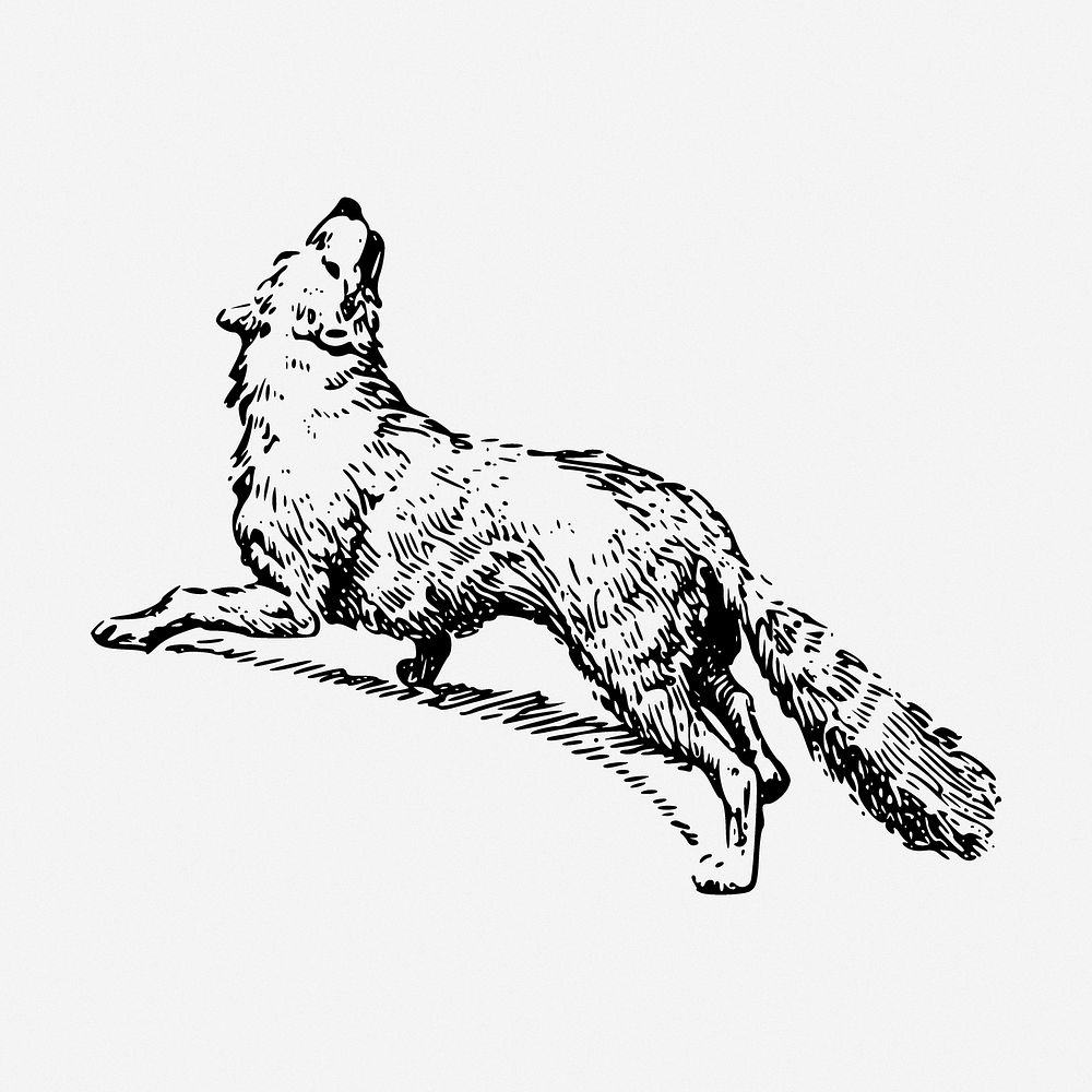 Howling fox drawing, animal vintage illustration. Free public domain CC0 image.