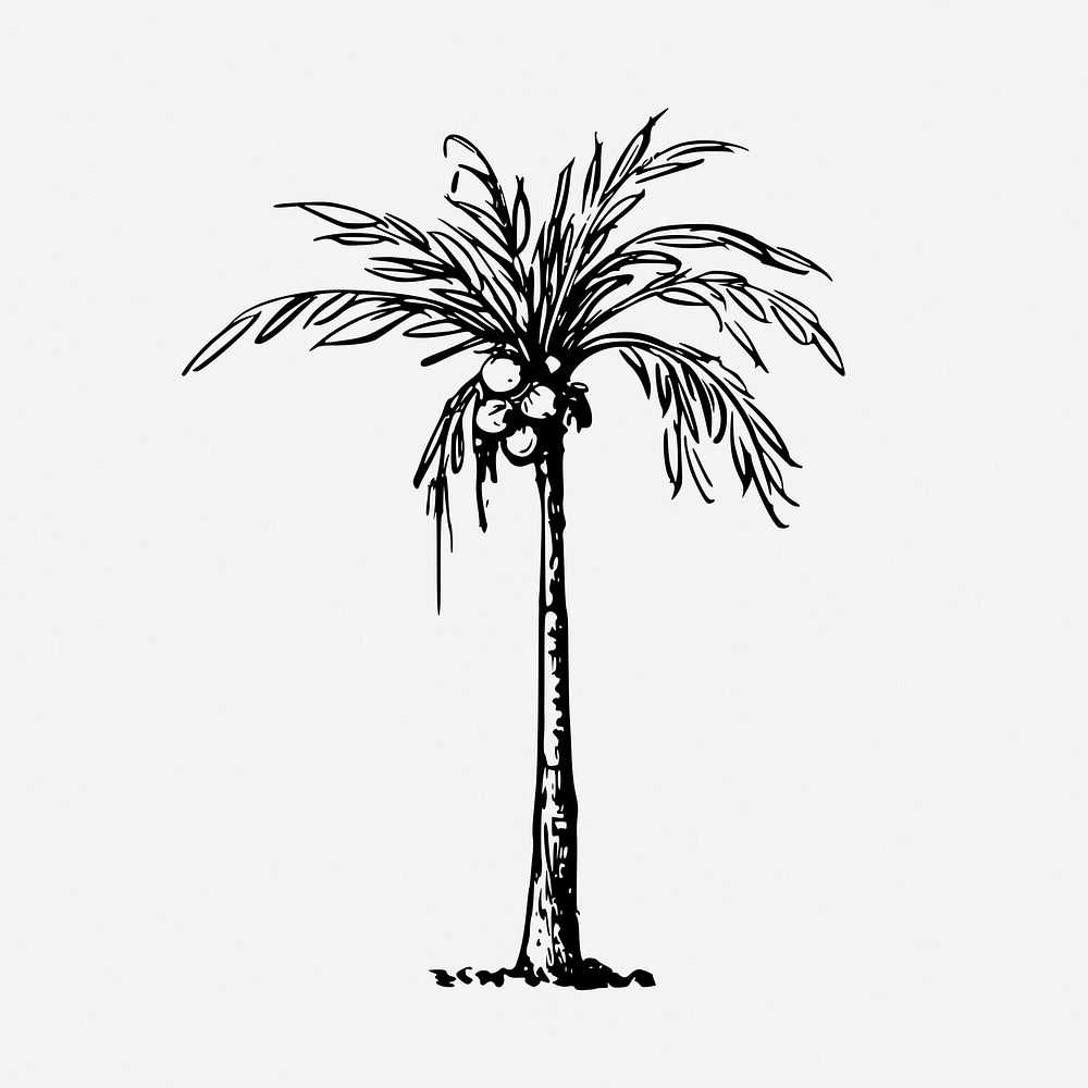 Coconut palm tree drawing, tropical plant, vintage illustration. Free public domain CC0 image.