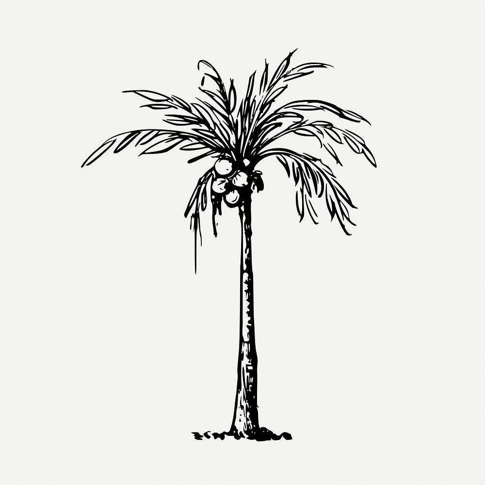 Coconut palm tree drawing, tropical plant, vintage illustration psd. Free public domain CC0 image.