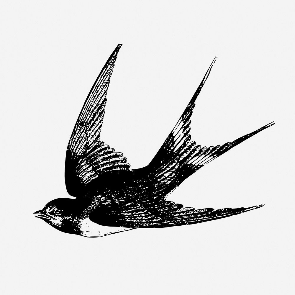 Swallow bird drawing, animal vintage illustration. 