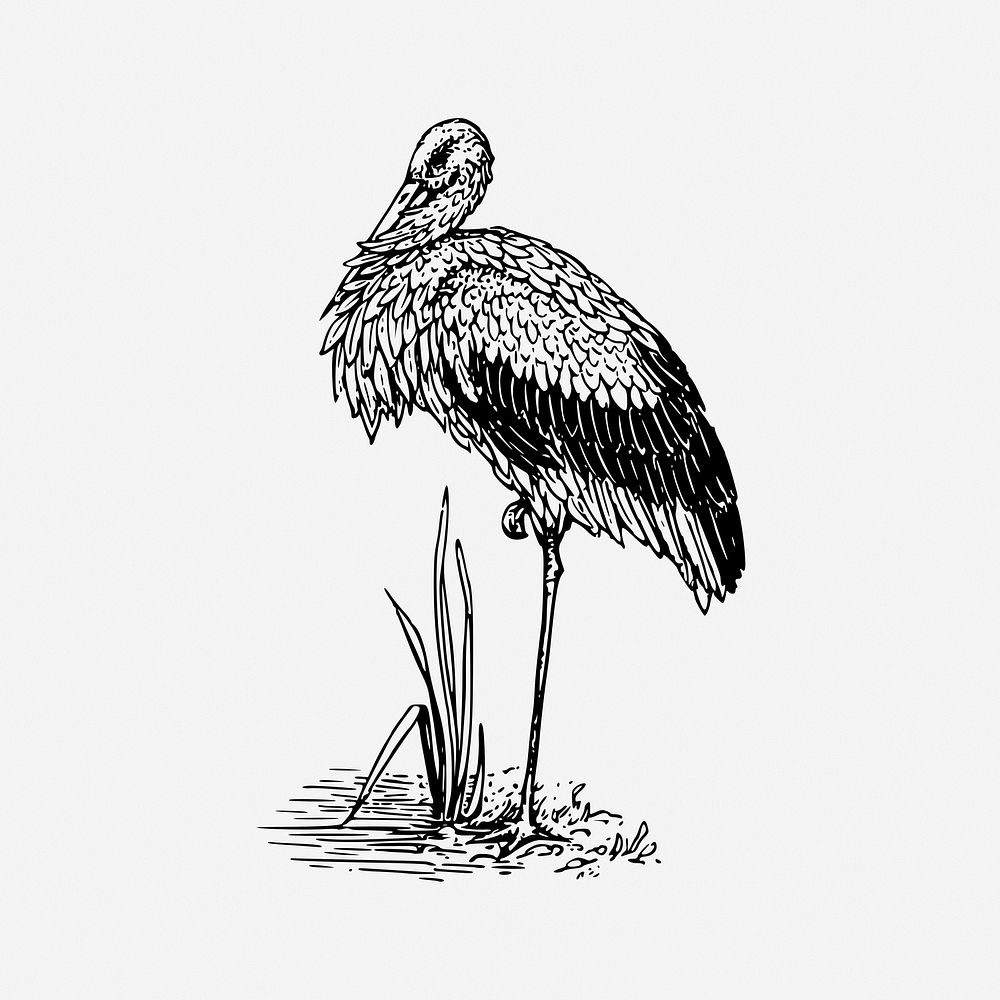 Stork bird drawing, animal vintage illustration. Free public domain CC0 image.