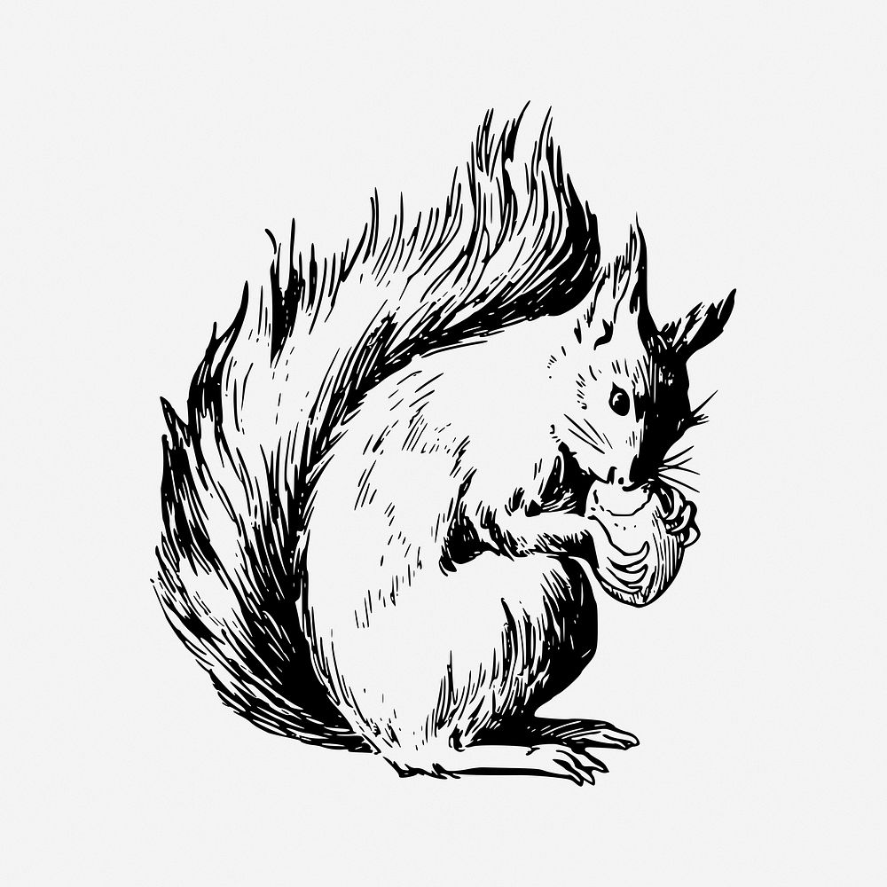 Squirrel drawing, animal vintage illustration. Free public domain CC0 image.