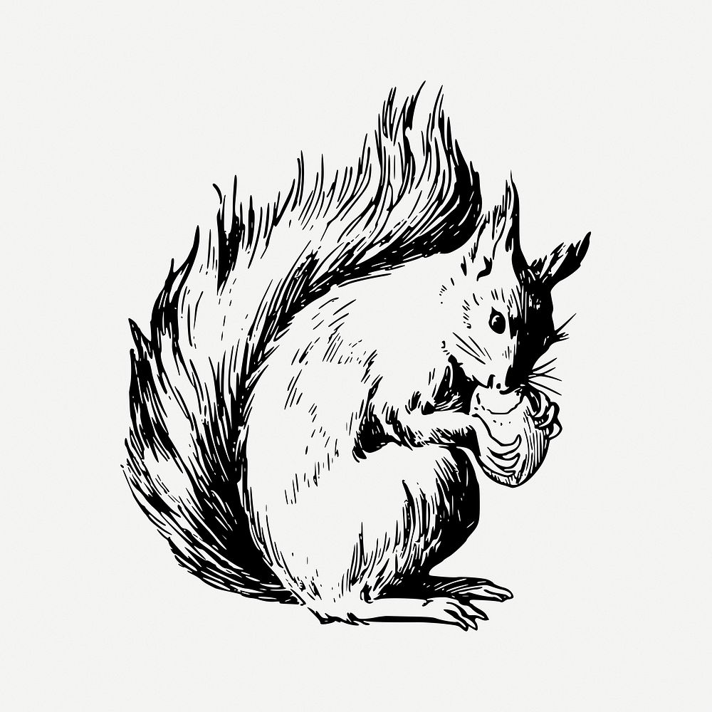 Squirrel drawing, animal vintage illustration psd. Free public domain CC0 image.
