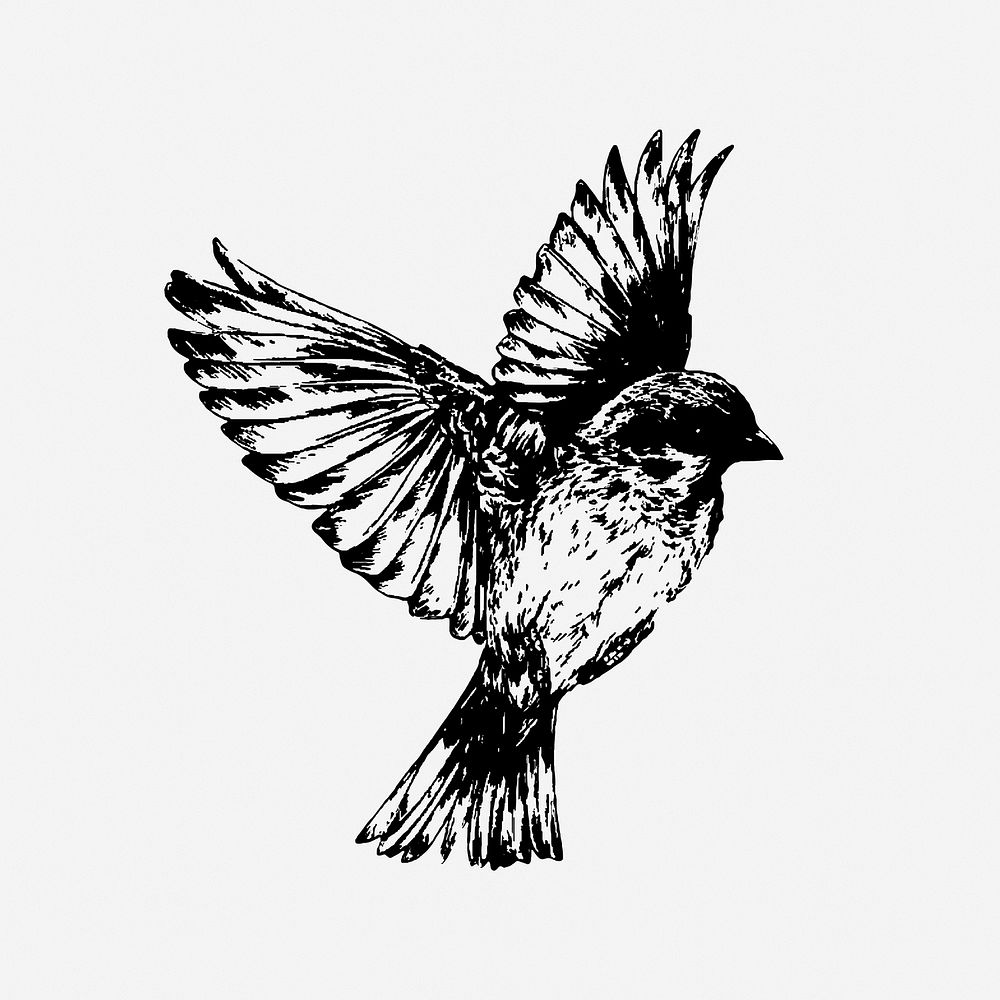 Sparrow bird drawing, animal vintage illustration. Free public domain CC0 image.
