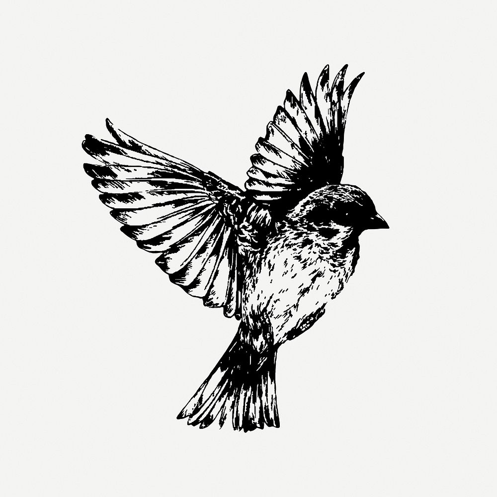 Sparrow bird drawing, animal vintage illustration psd. Free public domain CC0 image.
